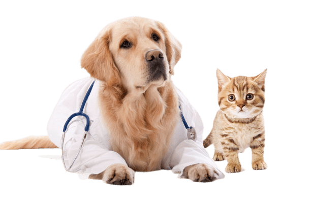 Veterinary care