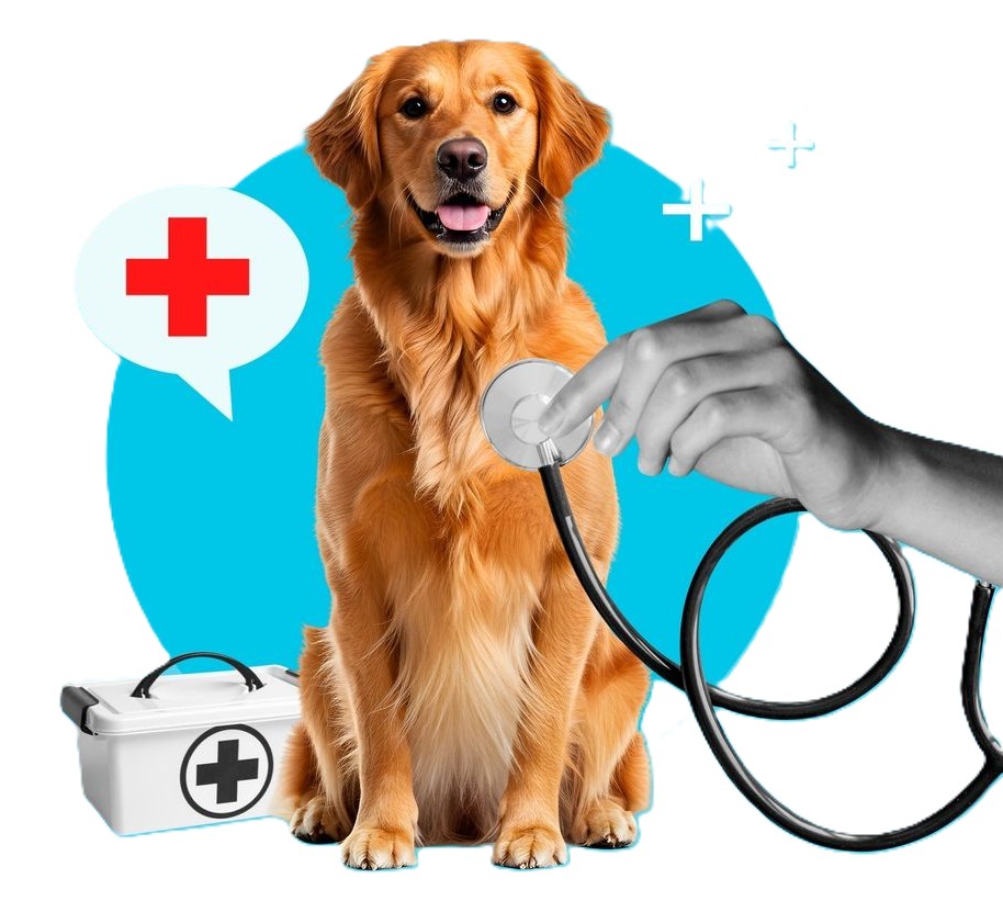 Inpatient Veterinary Care