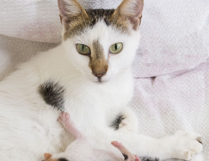 Cat with kittens