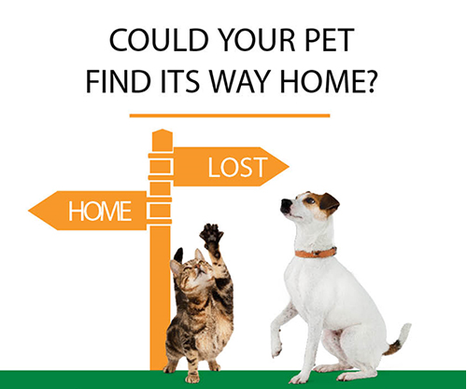 Pet Microchipping Service